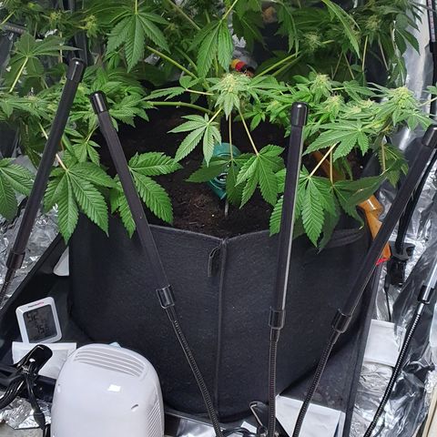 Auto White Widow growlog timeline photo