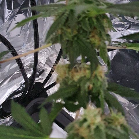 Auto White Widow growlog timeline photo