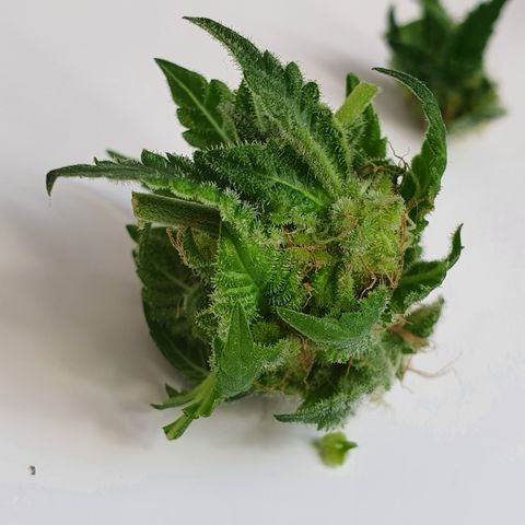Auto White Widow growlog timeline photo