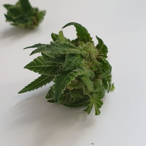 Auto White Widow growlog timeline photo