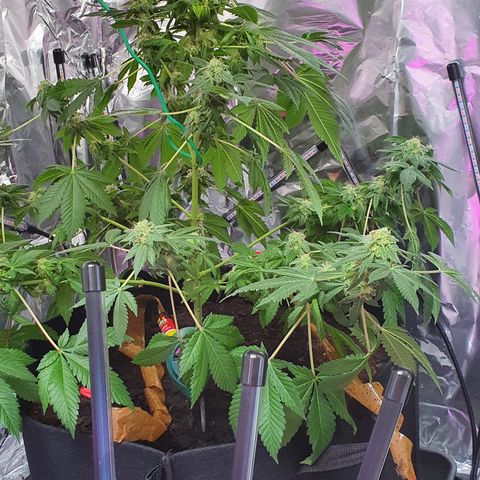 Auto White Widow growlog timeline photo