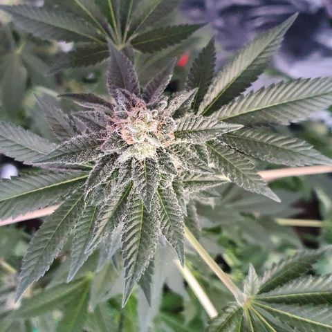 Auto White Widow growlog timeline photo