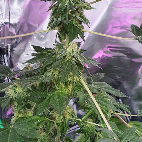 Auto White Widow growlog timeline photo