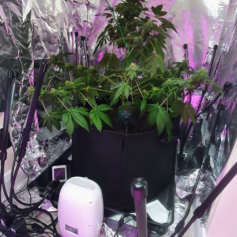 Auto White Widow growlog timeline photo