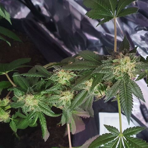 Auto White Widow growlog timeline photo