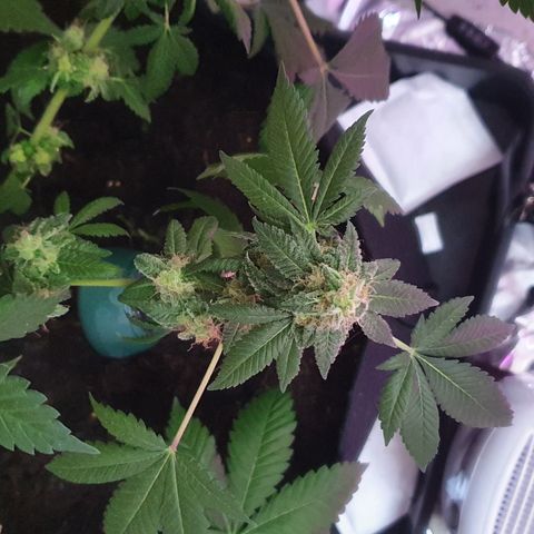 Auto White Widow growlog timeline photo