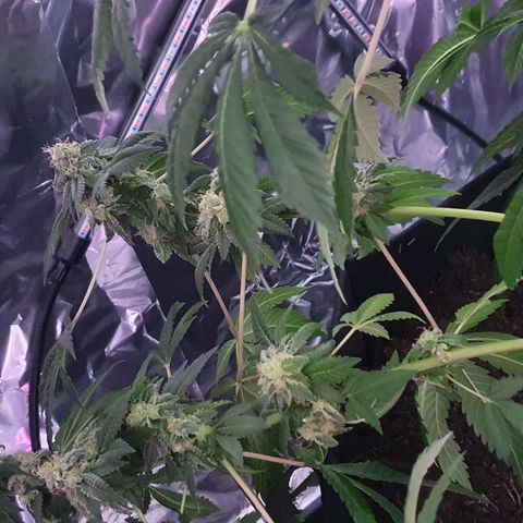 Auto White Widow growlog timeline photo