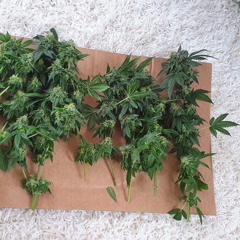 Auto White Widow growlog timeline photo