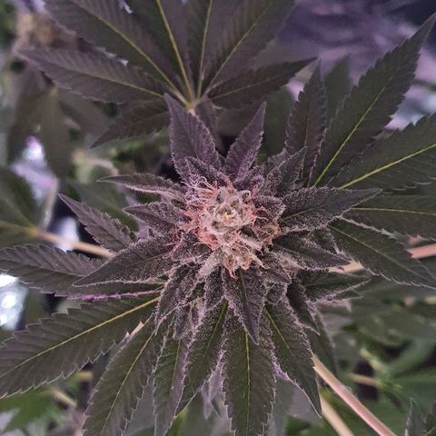 Auto White Widow growlog timeline photo