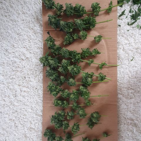 Auto White Widow growlog timeline photo