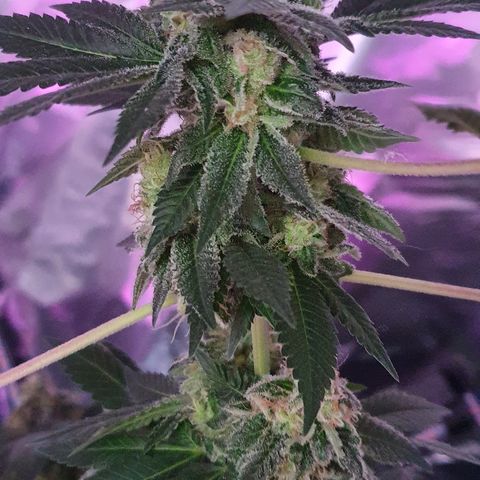 Auto White Widow growlog timeline photo