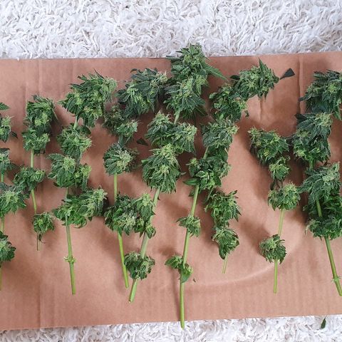 Auto White Widow growlog timeline photo