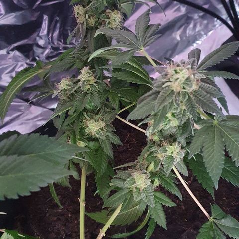 Auto White Widow growlog timeline photo