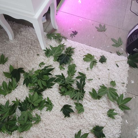 Auto White Widow growlog timeline photo