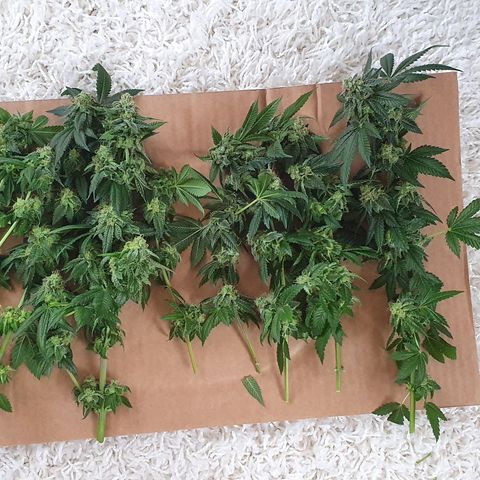 Auto White Widow growlog timeline photo
