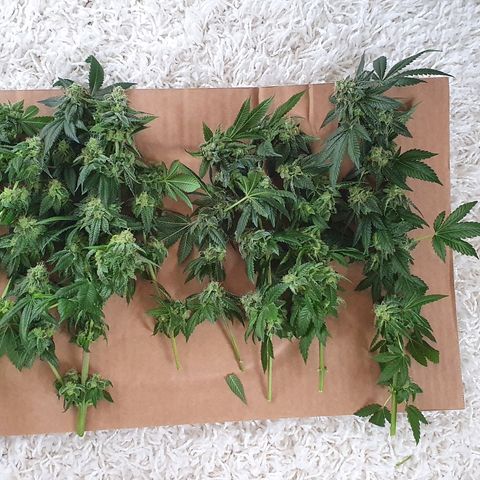 Auto White Widow growlog timeline photo