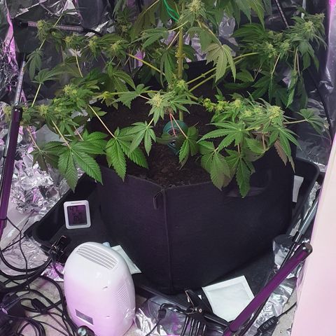Auto White Widow growlog timeline photo