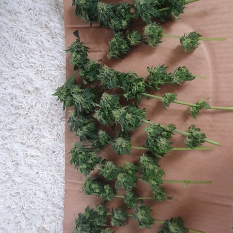 Auto White Widow growlog timeline photo