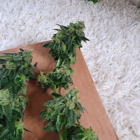 Auto White Widow growlog timeline photo