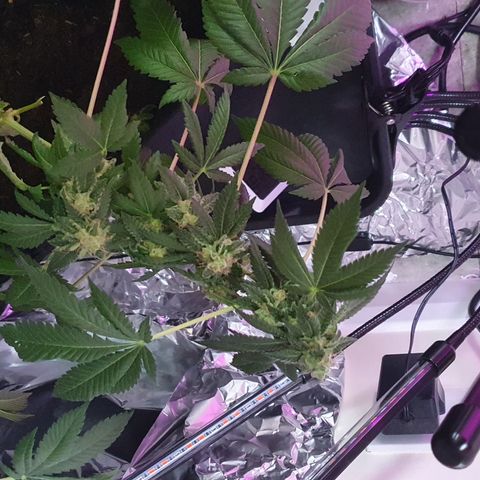 Auto White Widow growlog timeline photo