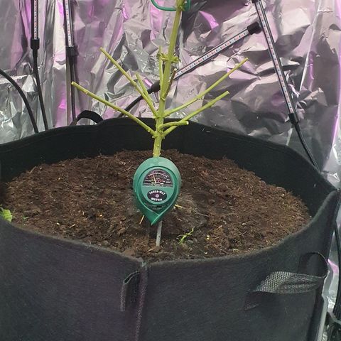 Auto White Widow growlog timeline photo