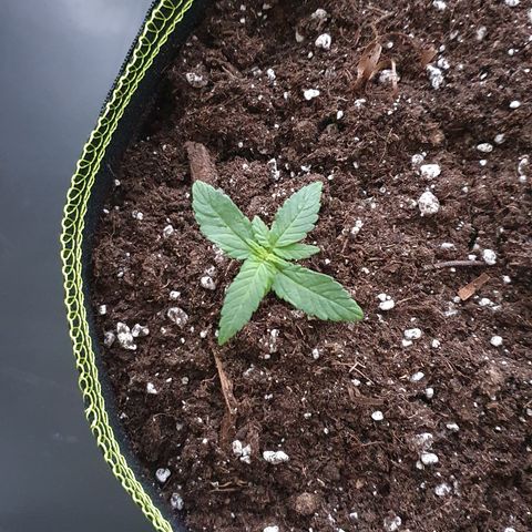 Blue Cheese Automatic growlog timeline photo
