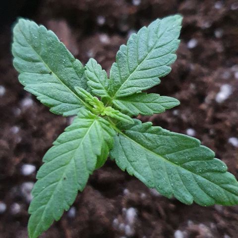 Blue Cheese Automatic growlog timeline photo