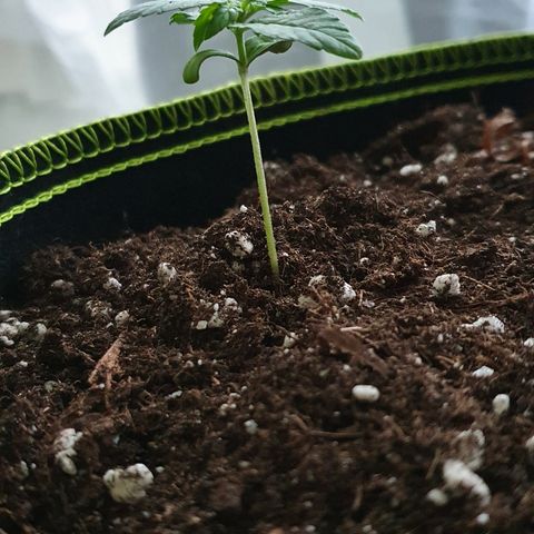 Blue Cheese Automatic growlog timeline photo
