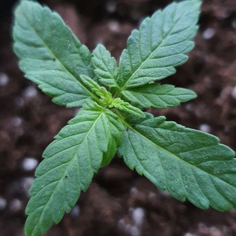 Blue Cheese Automatic growlog timeline photo