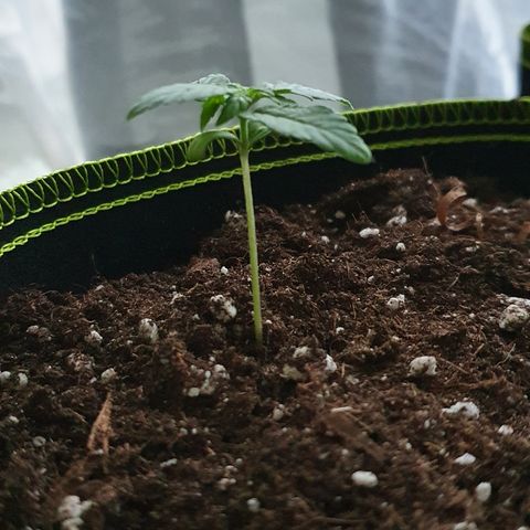 Blue Cheese Automatic growlog timeline photo