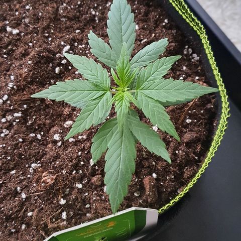 Blue Cheese Automatic growlog timeline photo