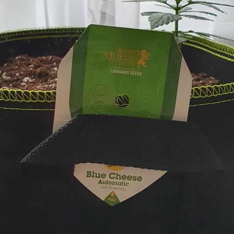 Blue Cheese Automatic growlog timeline photo