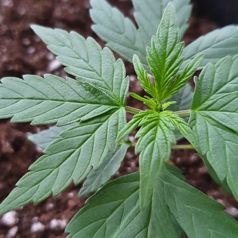Blue Cheese Automatic growlog timeline photo