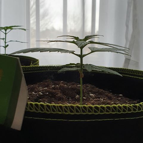Blue Cheese Automatic growlog timeline photo