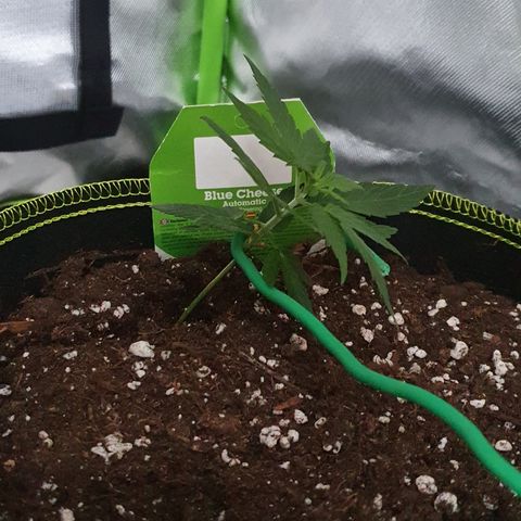 Blue Cheese Automatic growlog timeline photo