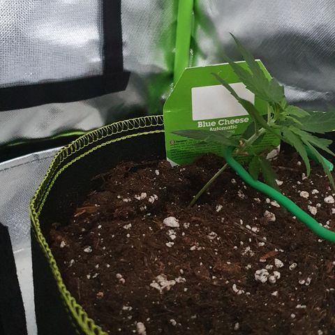 Blue Cheese Automatic growlog timeline photo