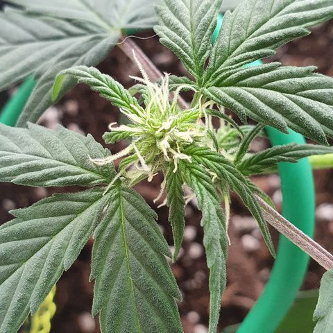 Blue Cheese Automatic growlog timeline photo