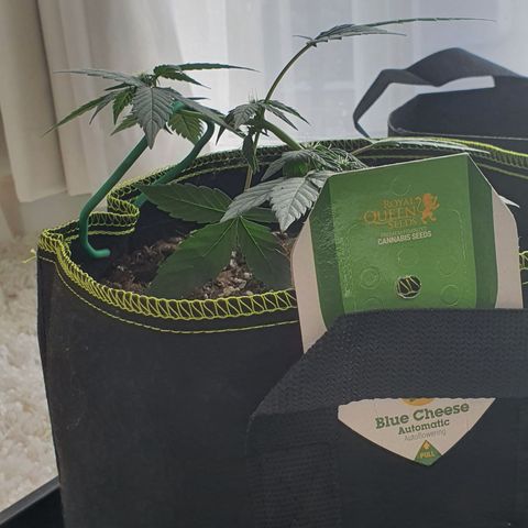 Blue Cheese Automatic growlog timeline photo