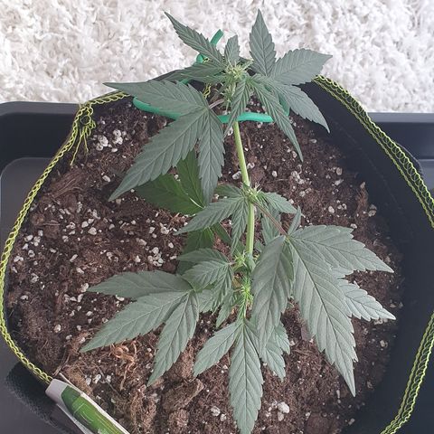 Blue Cheese Automatic growlog timeline photo