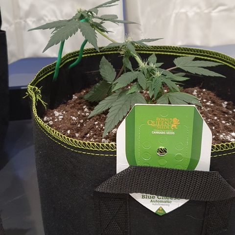 Blue Cheese Automatic growlog timeline photo