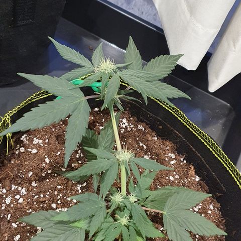 Blue Cheese Automatic growlog timeline photo