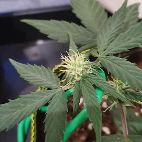 Blue Cheese Automatic growlog timeline photo