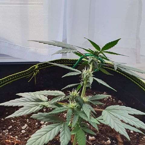 Blue Cheese Automatic growlog timeline photo