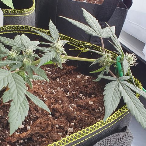 Blue Cheese Automatic growlog timeline photo