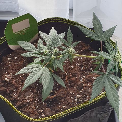 Blue Cheese Automatic growlog timeline photo
