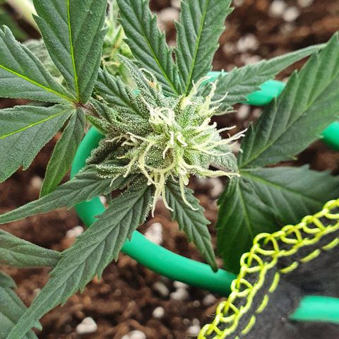 Blue Cheese Automatic growlog timeline photo