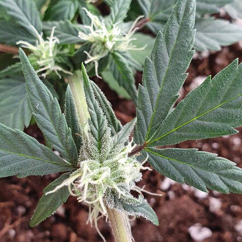 Blue Cheese Automatic growlog timeline photo