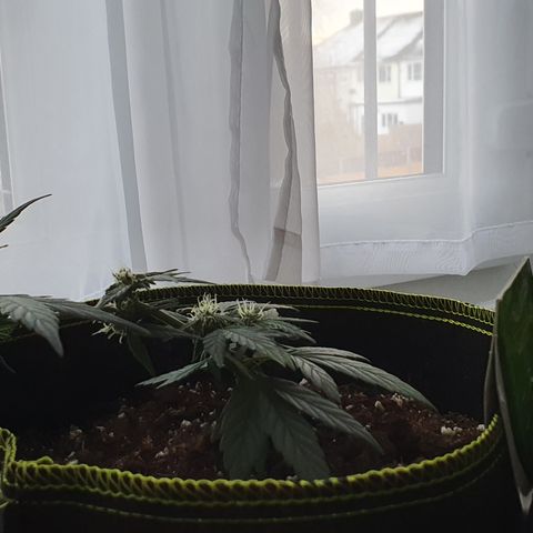 Blue Cheese Automatic growlog timeline photo