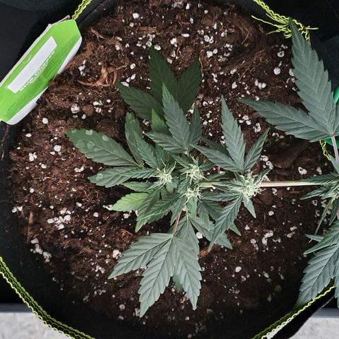 Blue Cheese Automatic growlog timeline photo