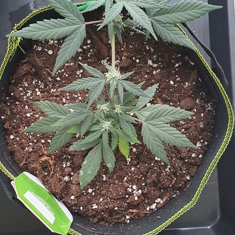 Blue Cheese Automatic growlog timeline photo